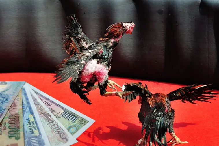 Trải Nghiệm Cách Chơi Đá Gà Sabong Tại Xoso333 Kịch Tính Nhất